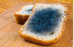 黃曲霉毒素對人體有哪些危害？