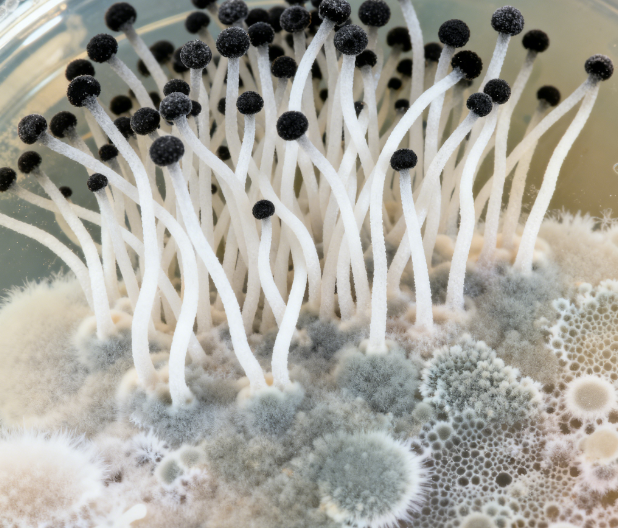 飼料原料冬季儲(chǔ)存風(fēng)險(xiǎn)升級，熒光定量真菌毒素檢測儀功能顯優(yōu)勢